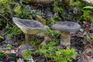 Lactarius picinus(14)_LR.jpg